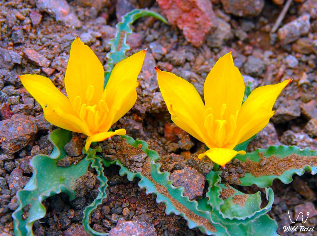 郁金香值得怀疑: 哈萨克斯坦独特的春天客人