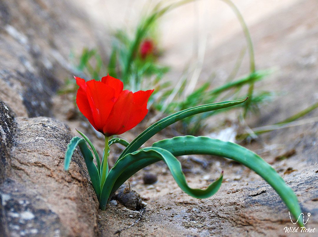 Korolkov郁金香 - 草原传奇向世界开放