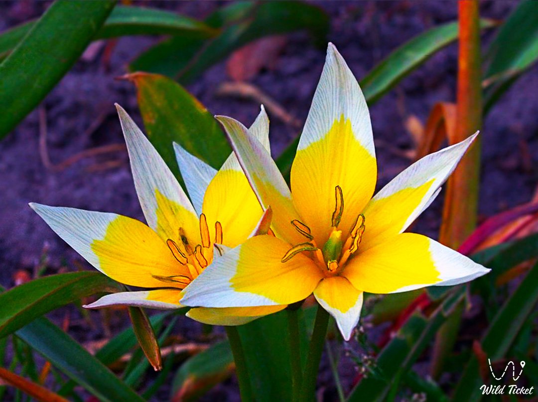 晚郁金香: 春天盛开的明星结局