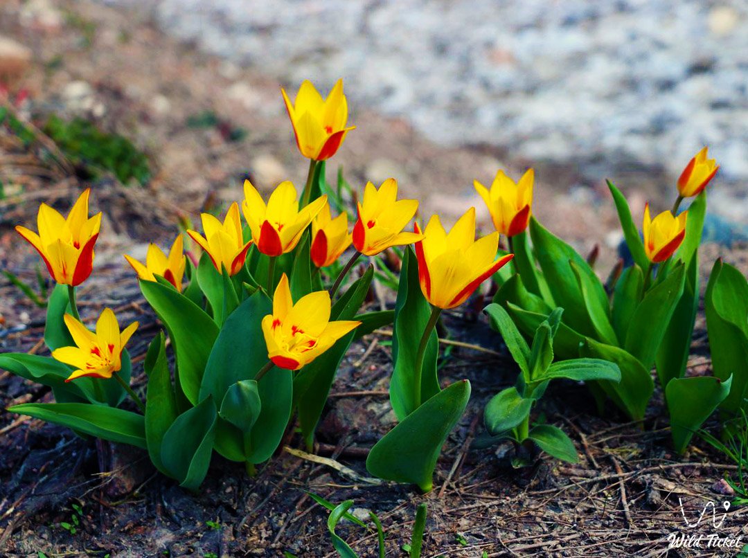 Chimgan郁金香: 山谷的秘密珍珠