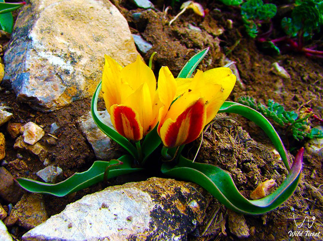 天山郁金香: 山水明珠