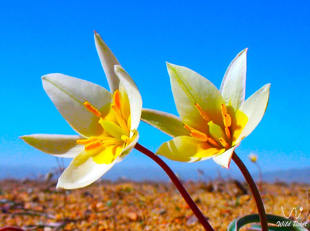 盐沼郁金香: 盐碱地的耐寒之美