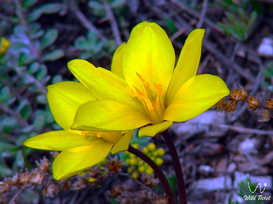 单花郁金香: 草原上温和而迷人的居民