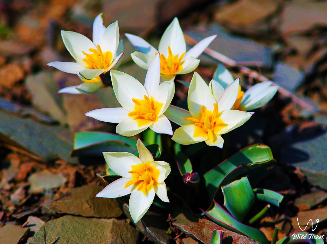 Тюльпан Прямоножковый: воплощение изящества и стойкости