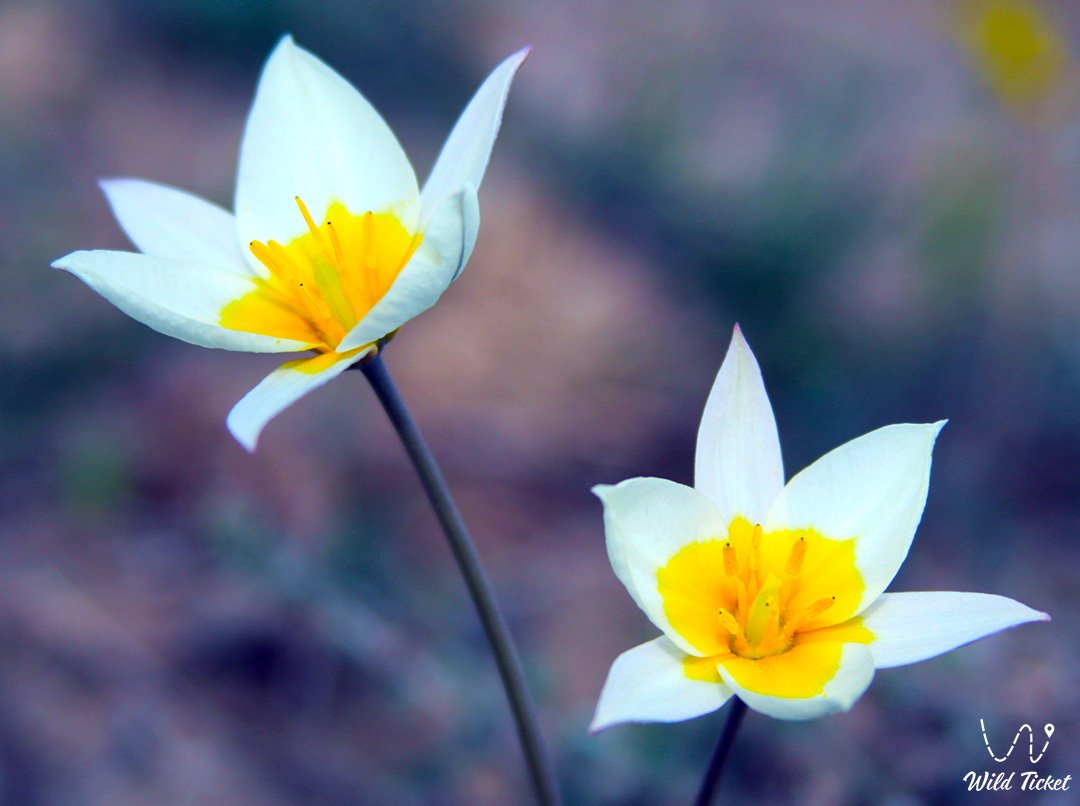 双花郁金香: 春天色彩的精致二重唱