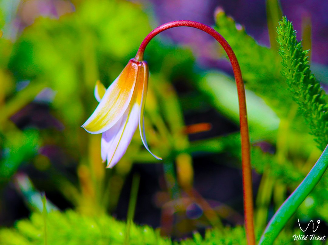 Тюльпан Поникающий: нежный символ весенних склонов