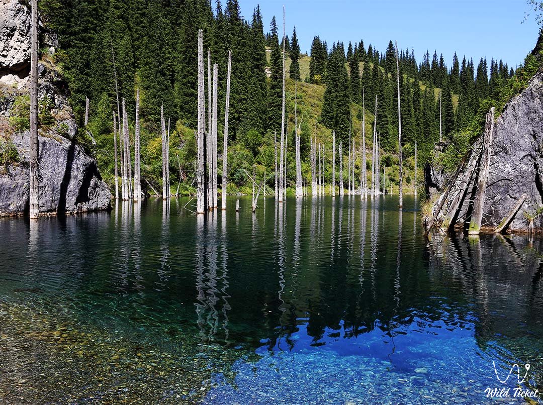 Kaindy湖: 山峰间沉没的神奇森林
