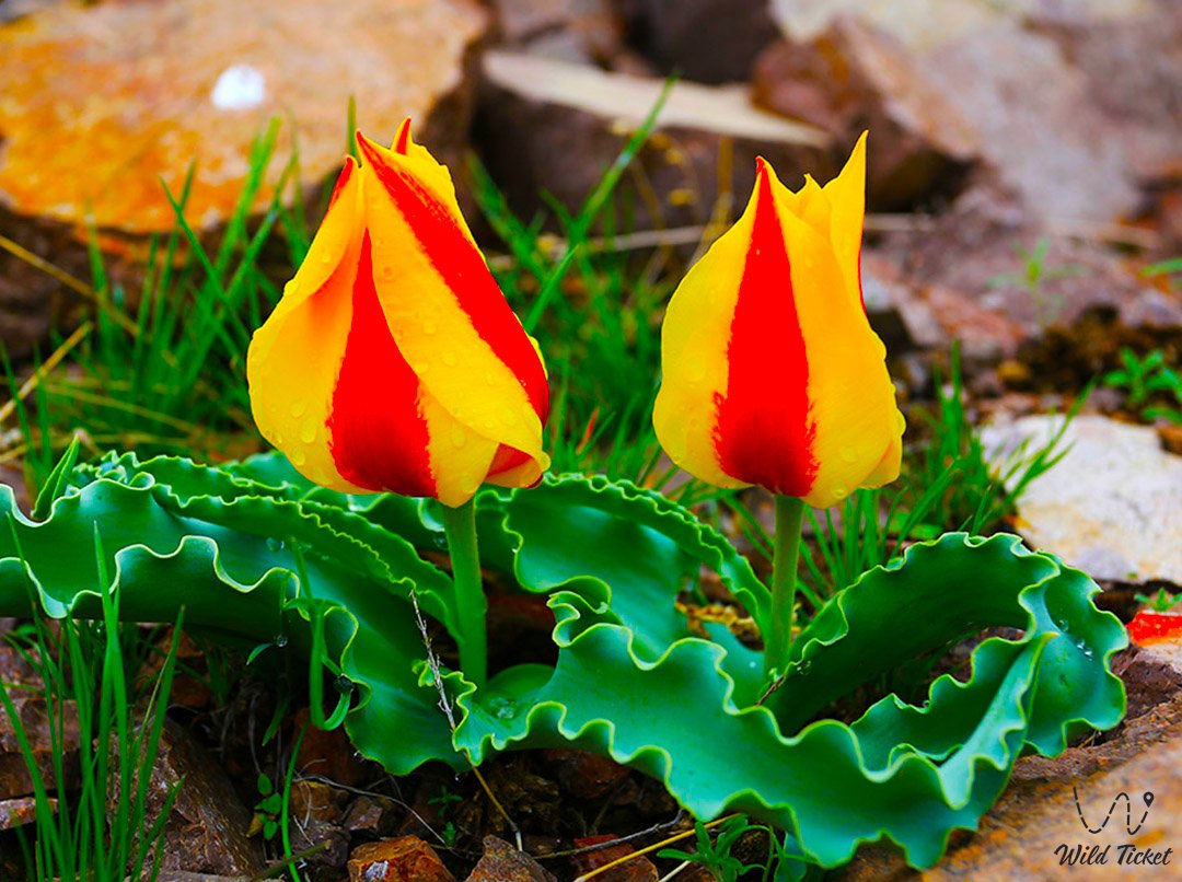 Kazakhstan Tulip Tour (13 days)