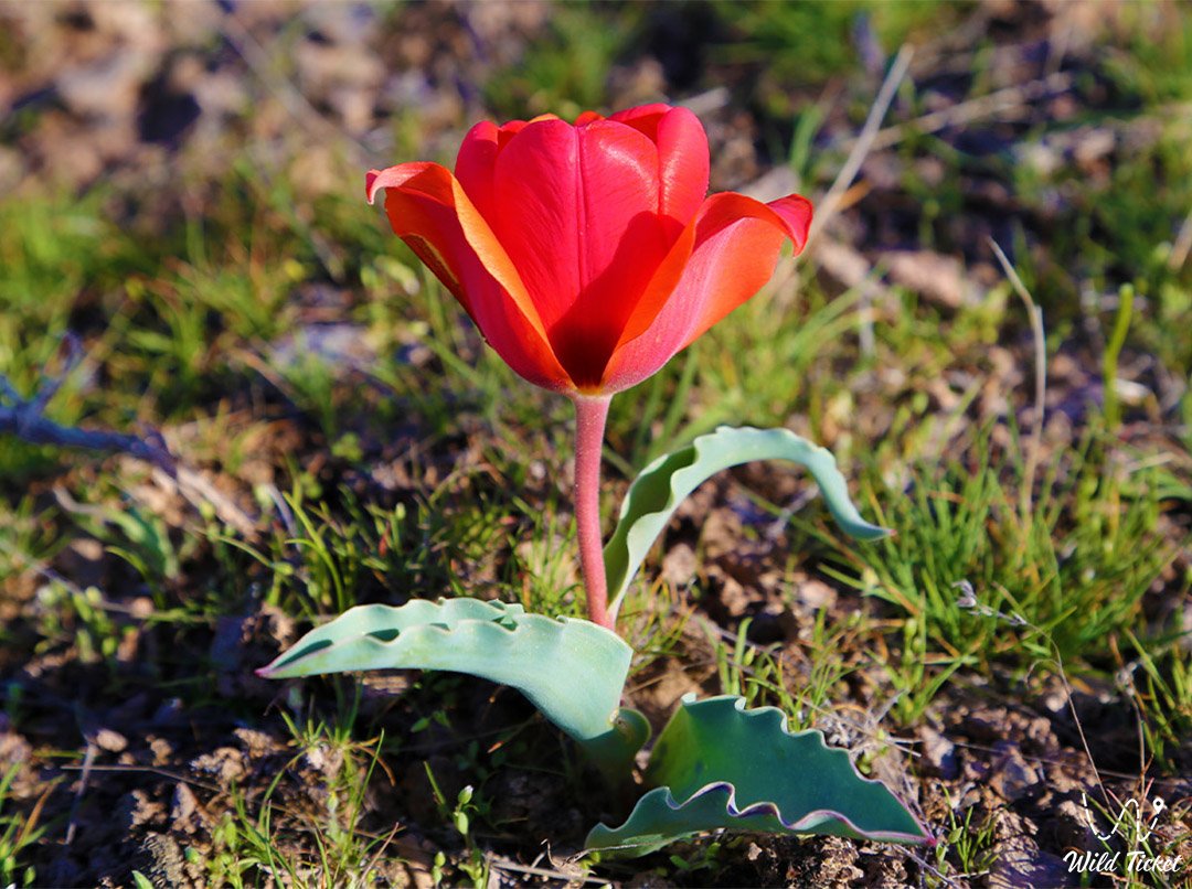 Тюльпан Альберта и Борщова - Ботанический тур