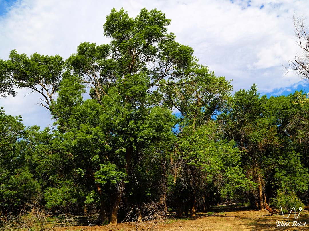 Charyn灰树丛 - 古老土地的绿色心脏