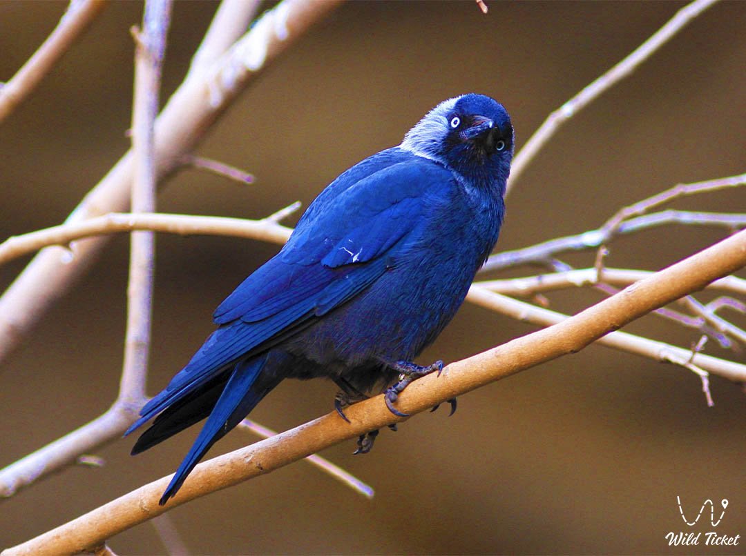 Charyn公园的动植物 - 一个随风呼吸的古老世界