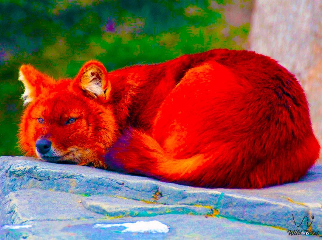 Charyn峡谷中的红狼 – 一个消失的传说猎人