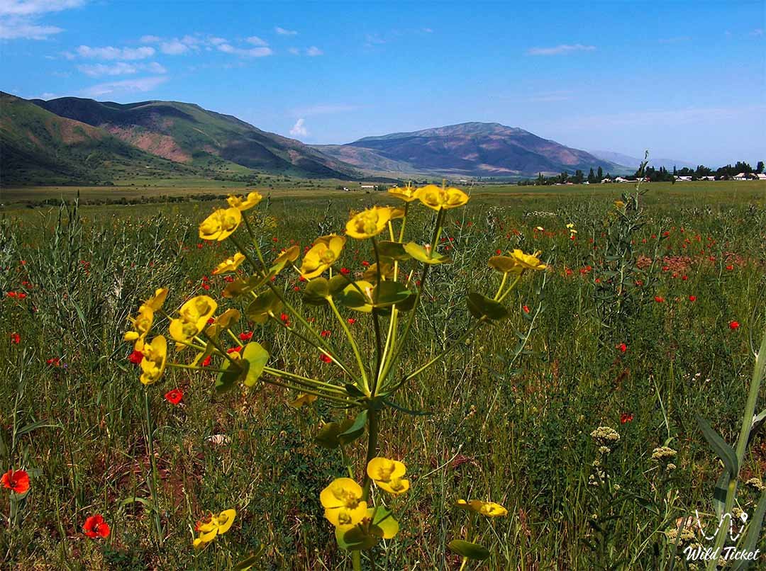 Aksu-Zhabagly自然保护区 – 天山野生动物的主要据点