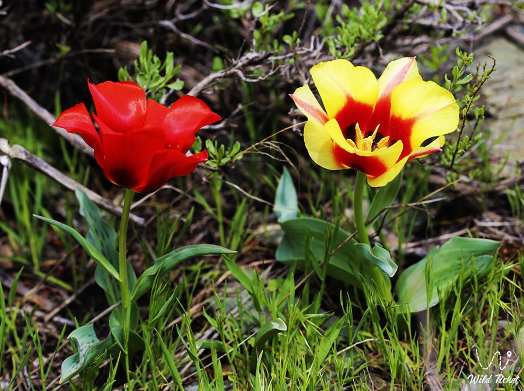 Флора заповедника Аксу-Жабаглы