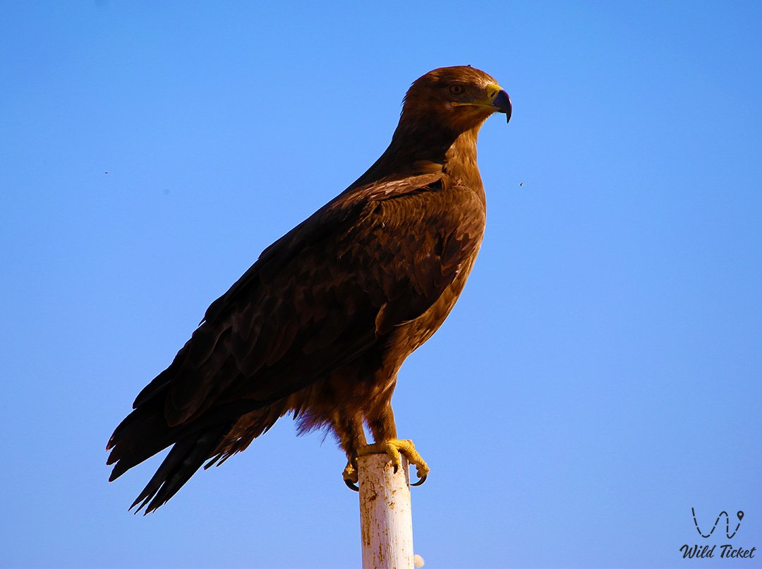 Животный мир заповедника Аксу-Жабаглы