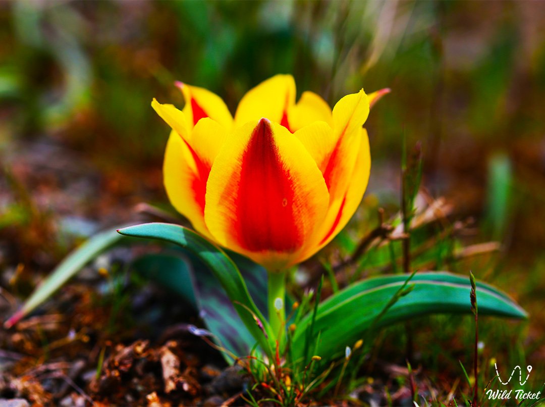 Aksu-Zhabagly自然保护区的郁金香