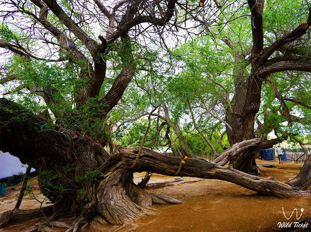 Ива возрастом 700 лет в Косбастау – живая легенда Алтын-Эмеля