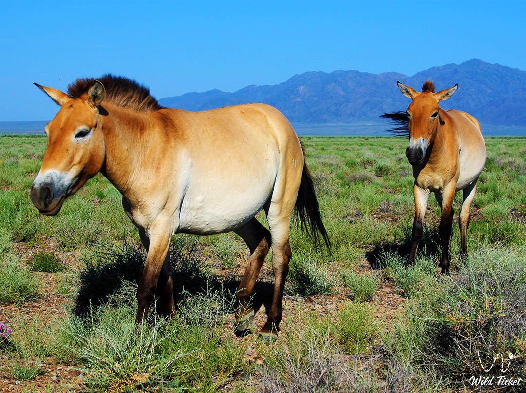 Керкулан (лошадь Пржевальского) – дикая душа в Алтын-Эмеле