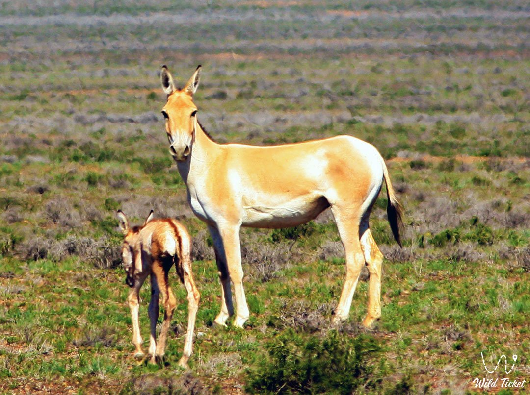 Куланы – дикие дети ветра в заповеднике Алтын-Емель