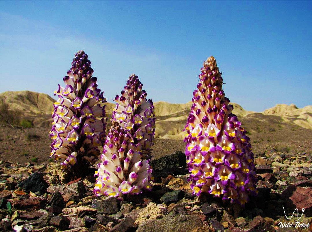 Флора парка Алтын-Емель – степной сад вечности