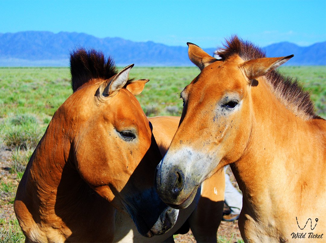 哈萨克斯坦Altyn-Emel公园草原动物群