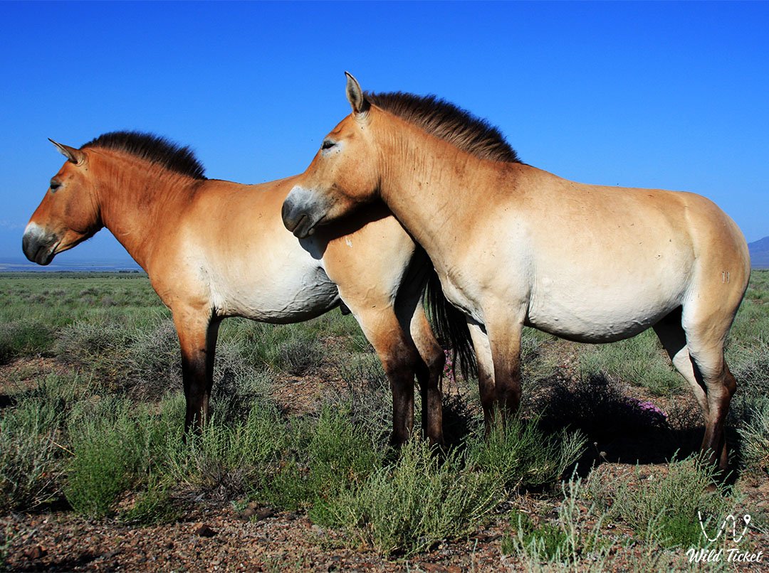 Przewalsky马的历史