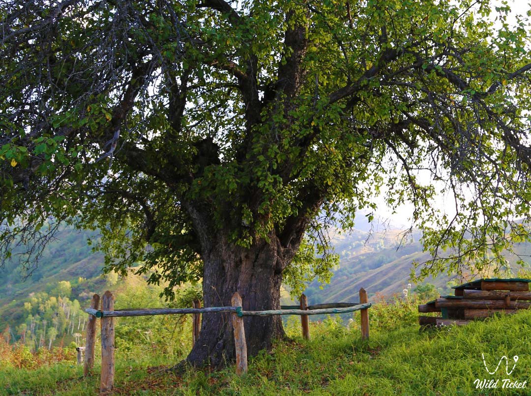 Яблоня Сиверса в Казахстане – прародительница всех яблок на Земле