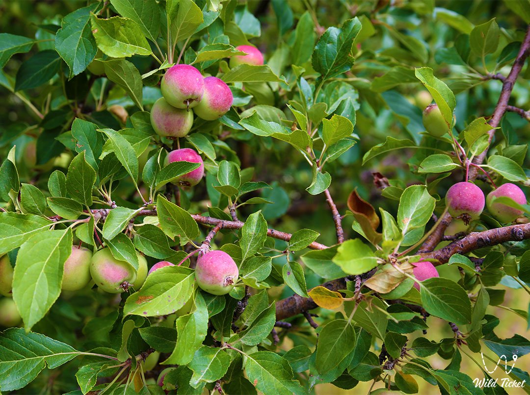 Zhongar-Alatau国家公园的Sievers苹果树是世界苹果的摇篮