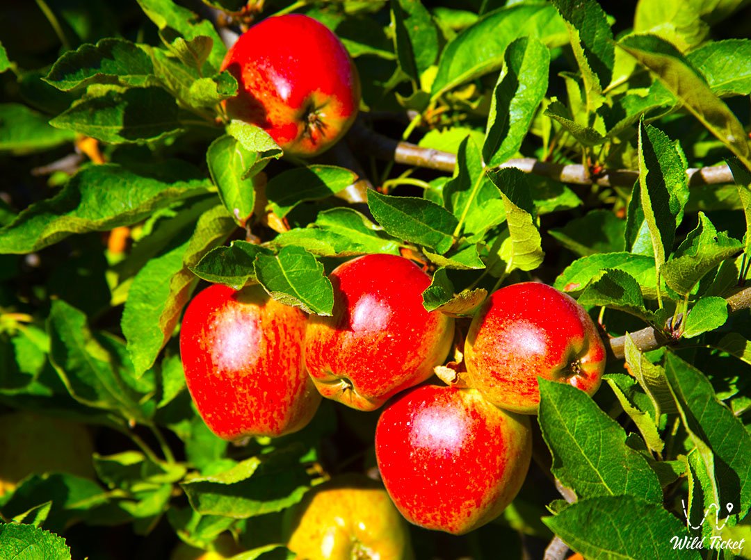 Tour Sievers Apple Trees in Ile-Alatau National Park