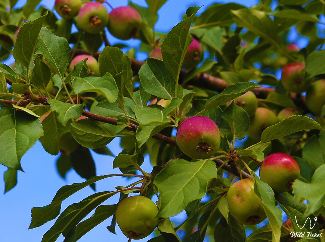 Autumn tour for wild Sievers apple trees in Kazakhstan