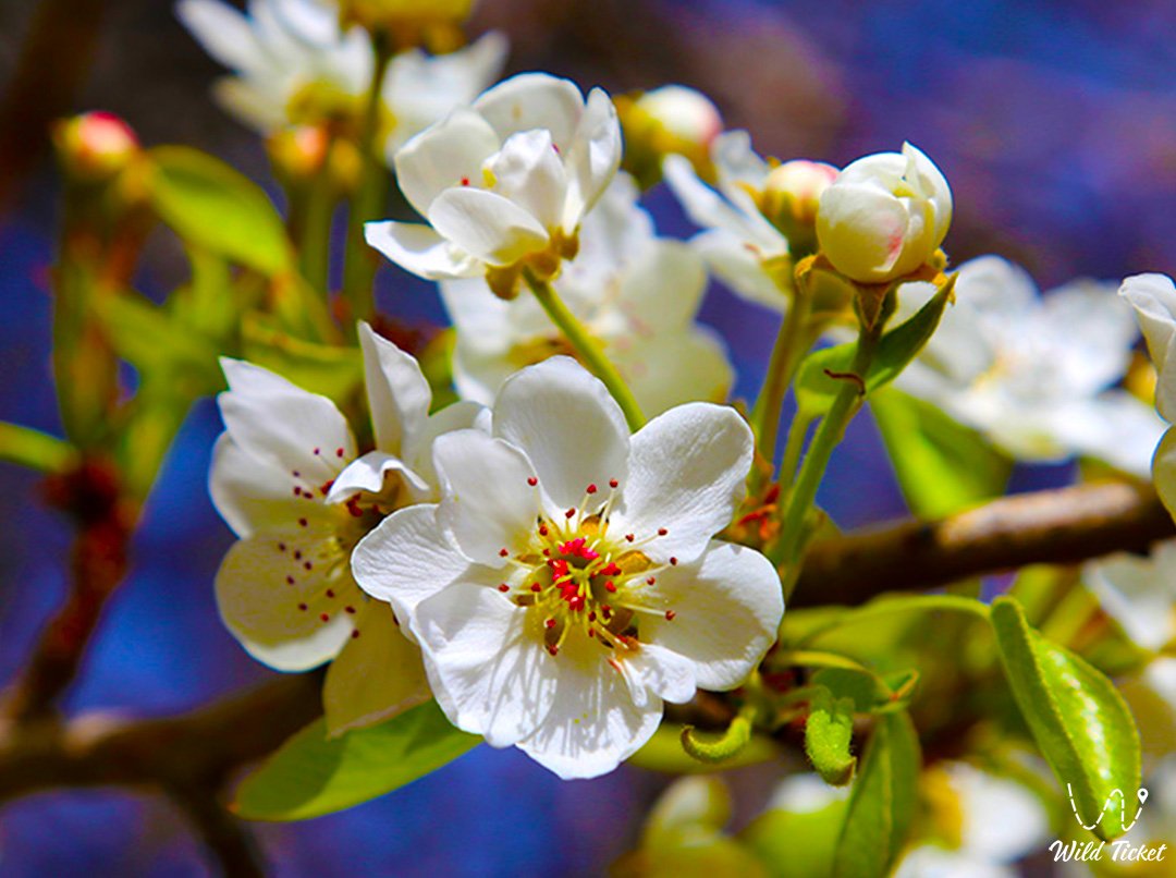 Sievers Apple Tree Tour in Trans-Ili Alatau and Dzungarian Alatau